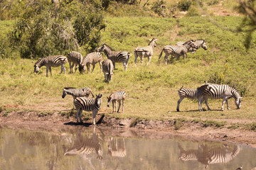 Fototapeta na wymiar Burchell’s zebra herd drinking at a waterhole 