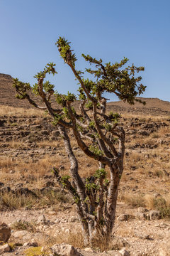 Weihrauchbaum im Oman