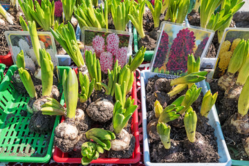 Sale of plants and seeds in the Flower market