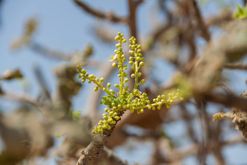 Junge Triebe am Weihrauchbaum