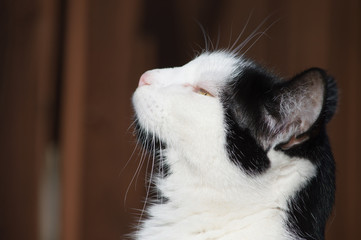Black and White Cat Looking Up