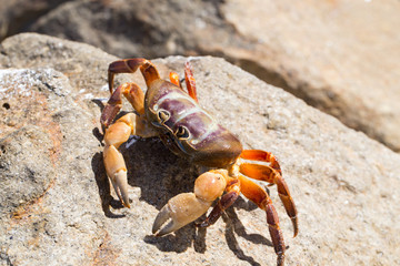 Hairy leg mountain crab, Tachai island, Phang Nga Province, Thailand