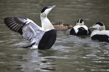 Portrait of Common Eider duck bird Somateria Mollissima in Spring in natural habitat