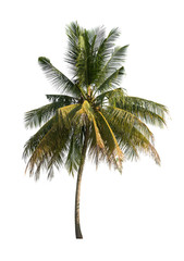 Naklejka na ściany i meble coconut trees on white background