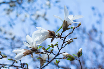 white magnolia flower