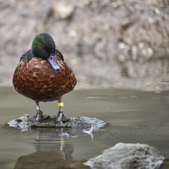 Beautiful portrait of Chestnut Teal Male Anas Castanea duck bird on water in Spring