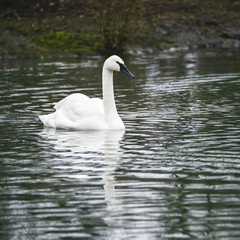 eautiful portrait of Trumpeter Swan Cygnus Buccinator on water in Spring