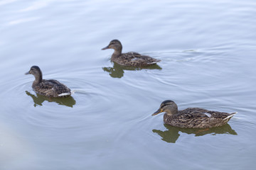 Ducks on the lake