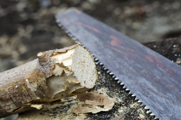 Sawlogs firewood in the garden