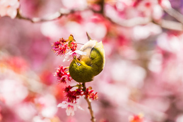 The Japanese White-eye.The background is cherry blossoms. Located in Tokyo Prefecture Japan.
