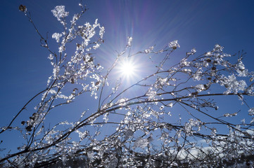 icy branches in the sun against the sky