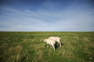 Obraz premium Sheeps grassing in Nordstrand, Germany