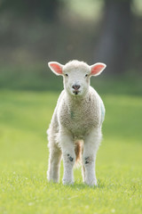 Fototapeta premium Sheep, Lamb, Ram, Ovis aries