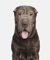 Portrait of Gray Shar-pei Dog smile on Isolated White Background, Front view