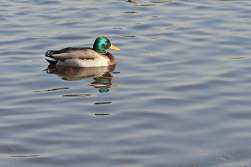 Obraz premium Mallard ducks