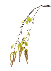 Obraz premium Gałązka bazi brzozy, łodyga betula pendula ament, młode wiosenne liście, na białym tle