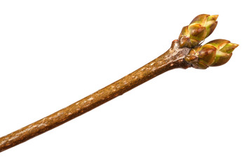 Dry lilac branches isolated on white background