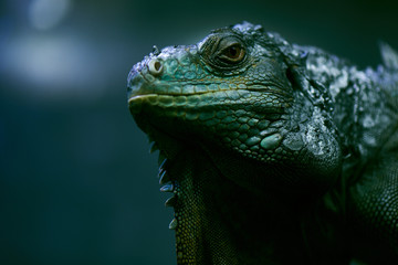 Obraz premium Portrait of iguana closeup