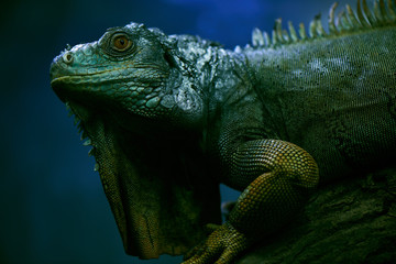 Portrait of iguana closeup