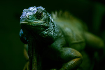 Fototapeta premium Portrait of iguana closeup