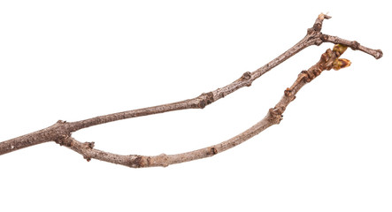 Dry lilac branches isolated on white background