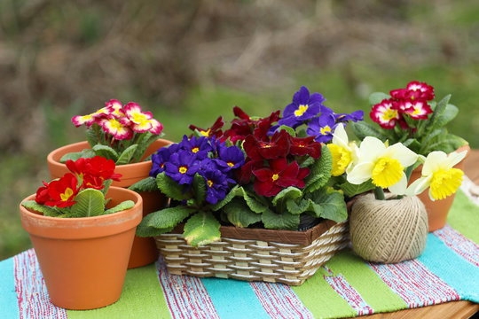 Bright primroses in terracotta pots and wicker basket. Spring decoration.
