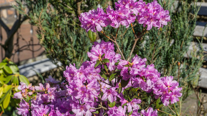 Purple flowers with green leaves at sunshine