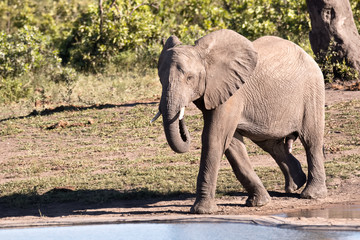 African Elephant bull approaching the waterhole for a drink