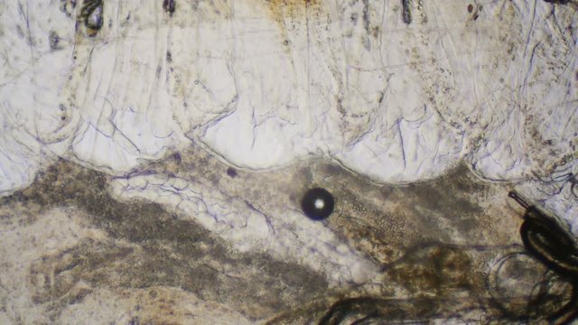 Animal living tissue under the microscope