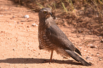 Juvenile Dark Chanting Goshawk searching for food on the side of the road