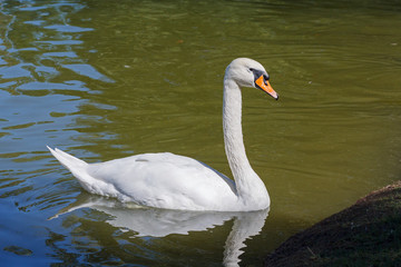 Elegant white swan floats in a pond. Birds