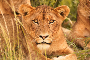 Plakat Sub adult male lion cub starting intently at the photographer