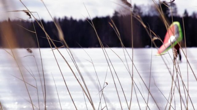 Kitewing skier behind windy reeds