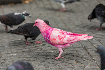 Many colorful pigeons on the street in Saigon, Vietnam. Selective focus on pink pigeon.