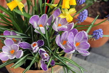 Frühlingsblumen