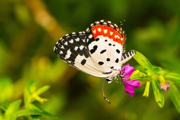 Pierrot Butterfly