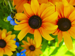 Fototapeta premium Chamomile