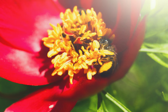 Honey bee blooming flower, floral background