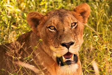 Adult lioness resting in the shade with her pride
