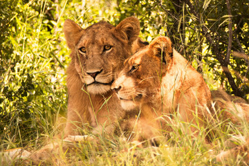 Two juvenile male lions lying close to each other in the shade 