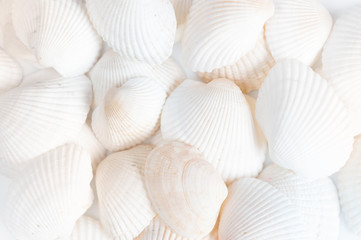 White background of shells
