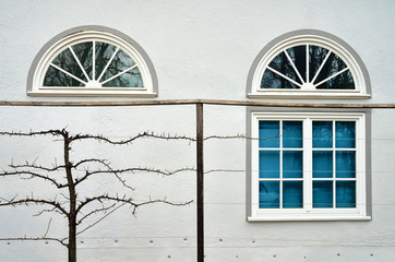 White windows on a white wall.Two windows on a white facade and a vine plant in front.