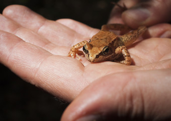 Orange frog
