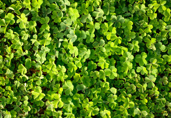 Obraz premium Green clover field