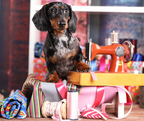 Dachshund in a tie and sewing machine, tailor for dogs.Fashion designer