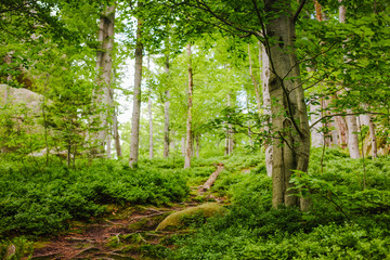 Beautiful forest mountain path