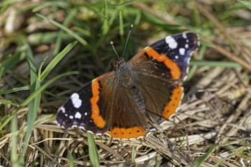 butterfly