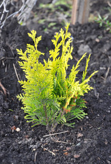 Thuja occidentalis with yellow leaves.Yellow cedar. They are commonly known as arborvitaes, thujas or cedars.