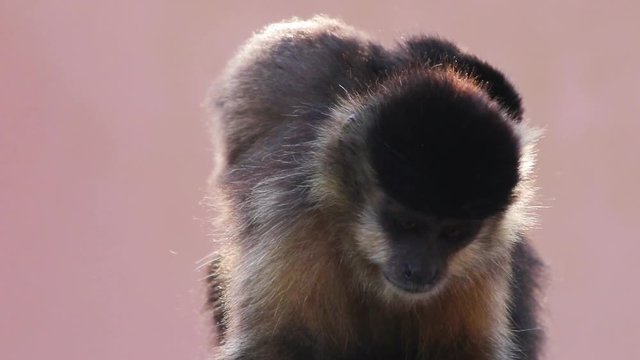 Macaco prego com filhote.
