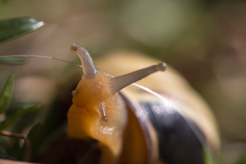 Snail in Shell Macro, Selective Focus